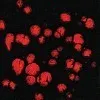 Black Opal CG-779