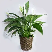 Peace Lily 8"
