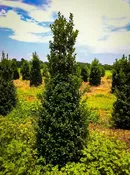Acadiana™ Red Holly