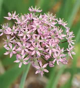 Alliums – Pink Jewel