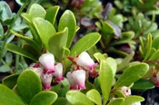 Arctostaphylos uva-ursi- Bearberry