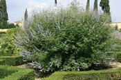 Chastetree/ Monk's Pepper (Vitex agnus castus 'Agnus-Castus') - 1 gallon