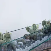 Cactus Garden