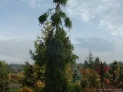 Abies alba 'Pendula'