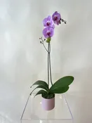 Single Potted Orchid Plant — Bella Bloom Maui