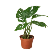 Monstera Adansonii 'Swiss Cheese' - 4" Pot - NURSERY POT ONLY