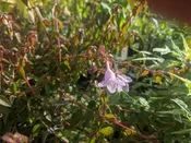 Abelia 'Pinky Bells'™ PP20604