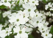 Dogwood, White Flowering