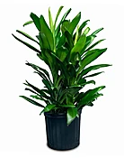 Cordyline Glauca