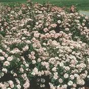 Bonica® — Weeks Roses