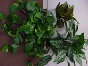 Green Plant - Let us choose!