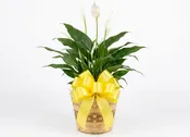 6inch Peace Lily Plant