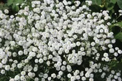 Achillea ptarmica ‘Peter Cottontail’
