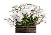 "Orchid Plant"