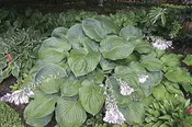 Allegan Emperor Hosta