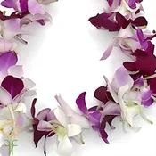 White and Purple Dendrobium Orchid Lei, Single