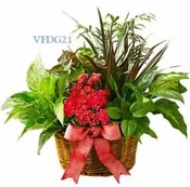 DISH GARDEN OF LOVE
