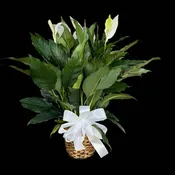 Peace Lily 10"