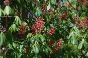 Aesculus pavia