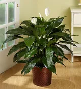12 inch Spathiphyllum Floor Plant (peace lily)