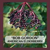 "Bob Gordon" American Elderberry