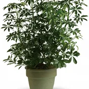 Amazing Arboricola