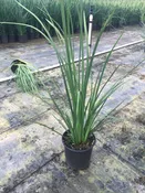 Bicolor Iris