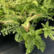 Adiantum pedatum (Maidenhair Fern) Unity Grown