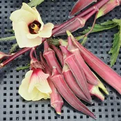 Candle Fire Okra