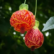 Abutilon 'Red Tiger' (Abutilon hybrid)
