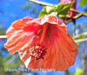 Abutilon hybridum ‘Blushing BelleTM’