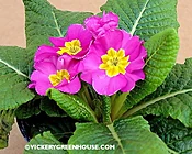 Primula