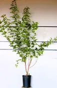 Acer ginnala M/S