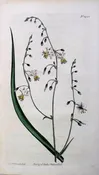 1421 (Arthropodium) The Botanical Magazine. London, 1812.
