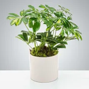 Umbrella Plant by BloomNation™