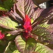 Celosia Burning Embers 6" Pot