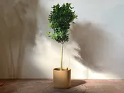 Ficus Daniella — Mother Co., Plants