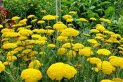 Achillea Cloth of Gold