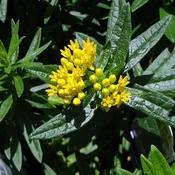 Asclepias (Butterfly Weed) Hello Yellow 4.5″