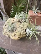 Airplant object - large — Western Hills Garden