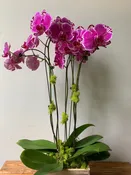 Purple Phalaenopsis Orchid
