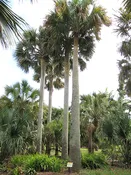 XL Puerto Rican Hat Palm Tree (sabal causiarum)