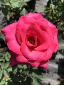 All My Loving — K and M Nursery