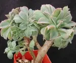 AEONIUM DECORUM CREST GREEN TYPE