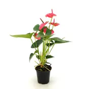 Anthurium Flowering - Pink 4 IN