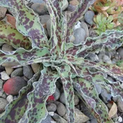 Manfreda ‘Chocolate Chips’ (false agave)