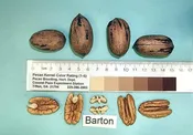 Barton Pecan