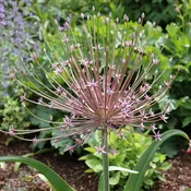 Allium Giant Schubertii