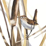 Wren In Cattails 1 — Rebecca Kahrs