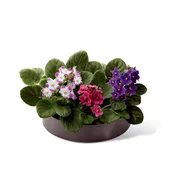 The FTD® African Violets